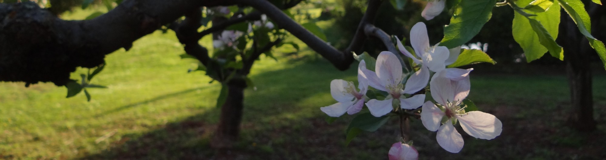 Four Tines Farm & Farm Stand