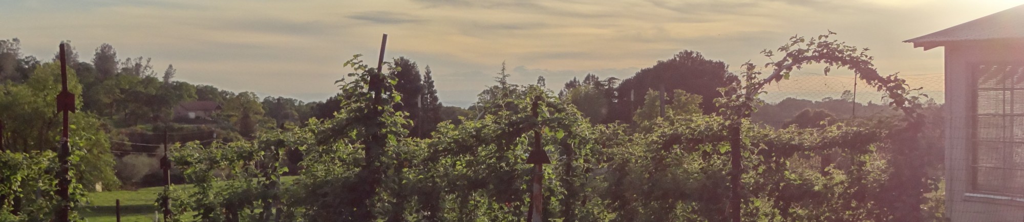 Four Tines Farm & Farm Stand