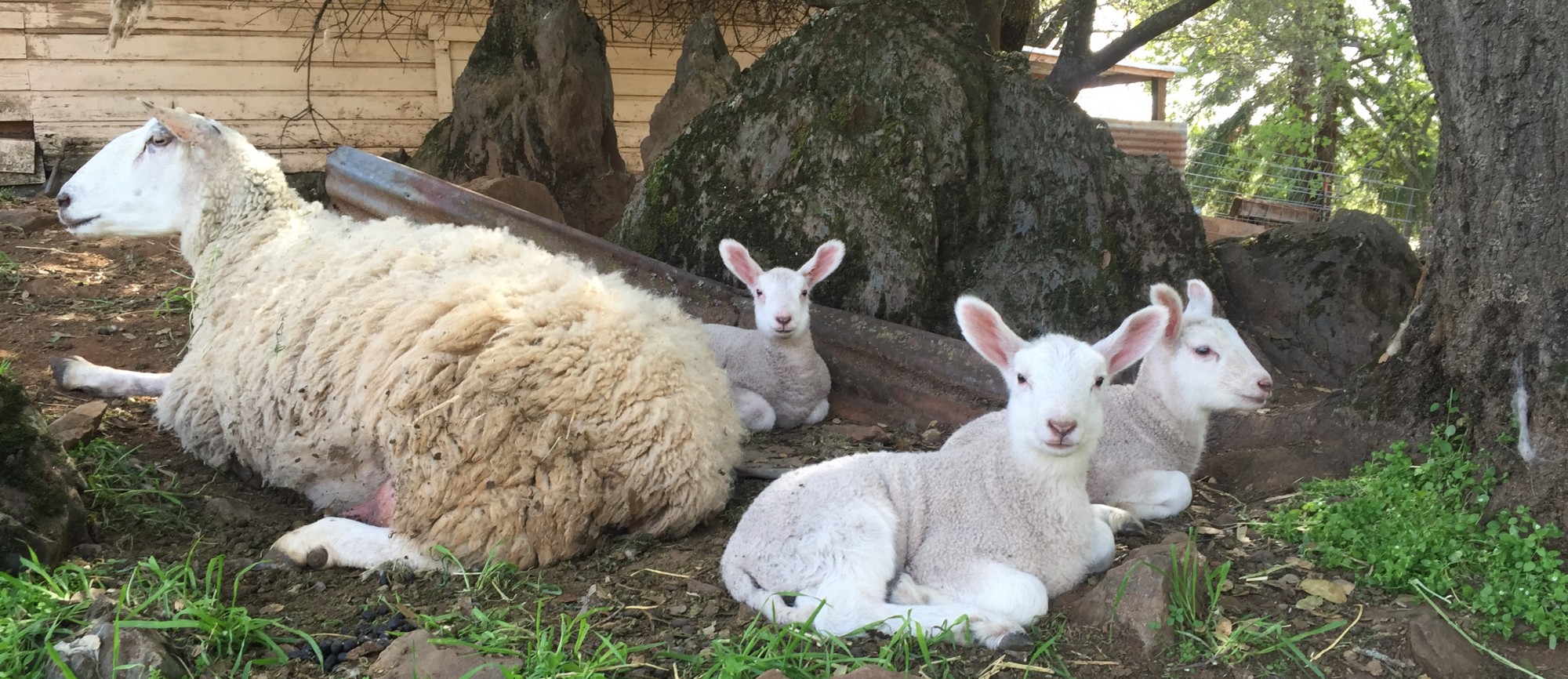 Four Tines Farm & Farm Stand
